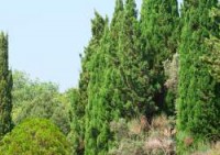 ברוש שלוס - Cypress