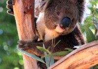 אקליפטוס גלובולוס שלוס -  Eucalyptus Globulus