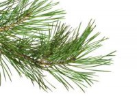 אורן סיבירי - Siberian Pine