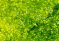 אצה ירוקה אולבה שלוס - Ulva